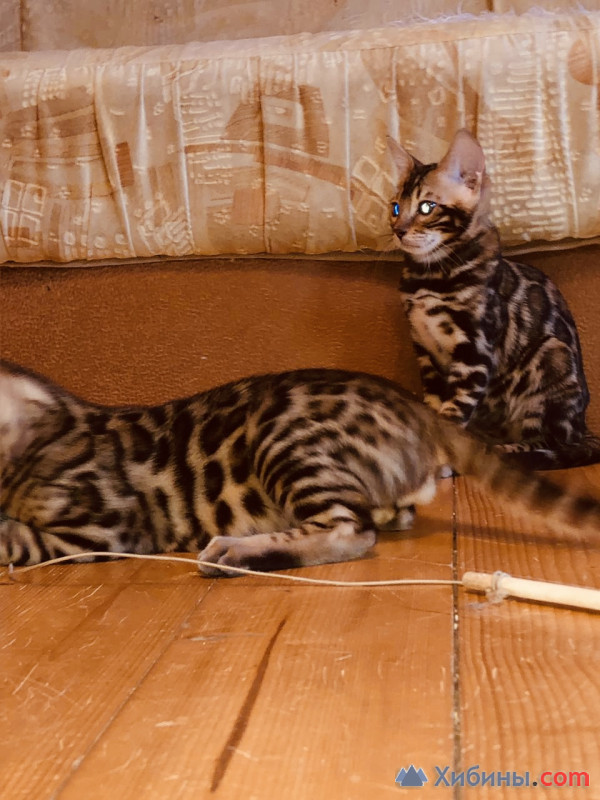 Бенгальские котята ben24-brown spotted tabby