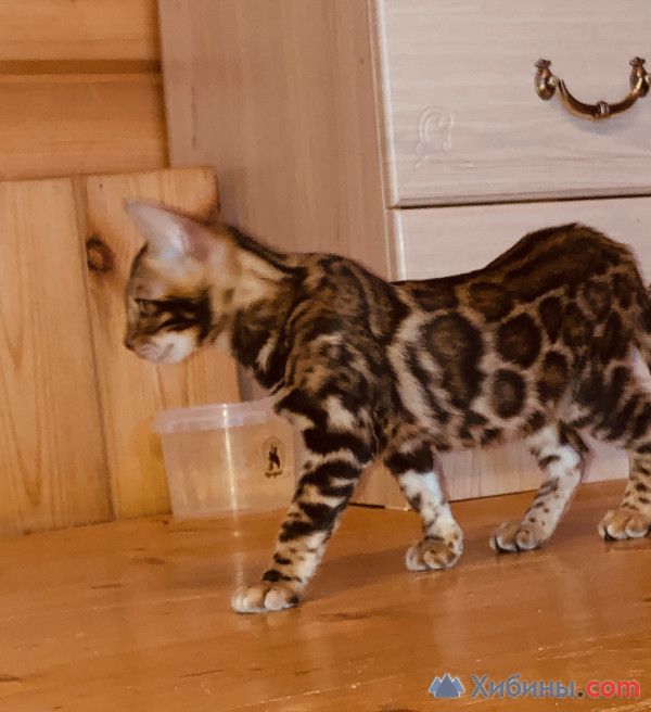 Бенгальские котята ben24-brown spotted tabby