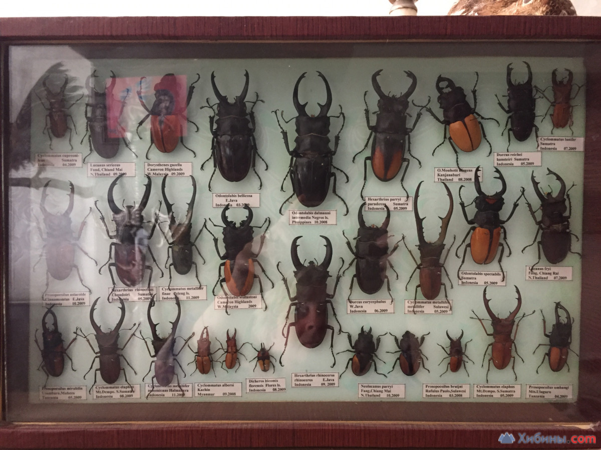 коллекция жуков