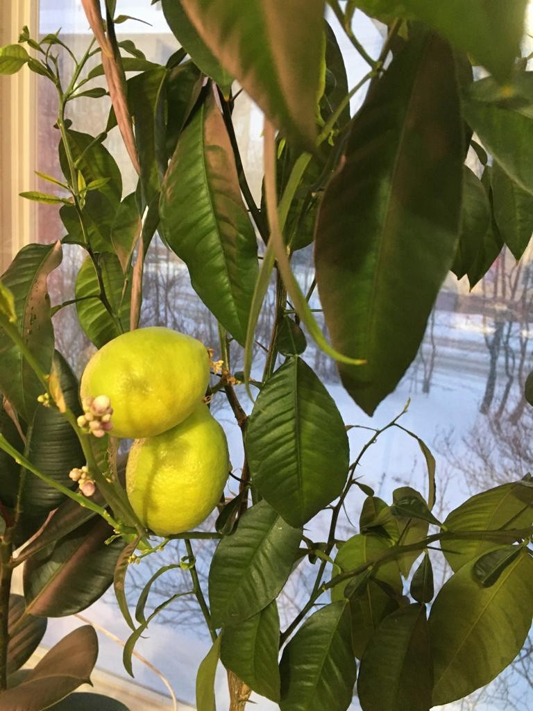 В администрации Североморска собрали урожай лимонов