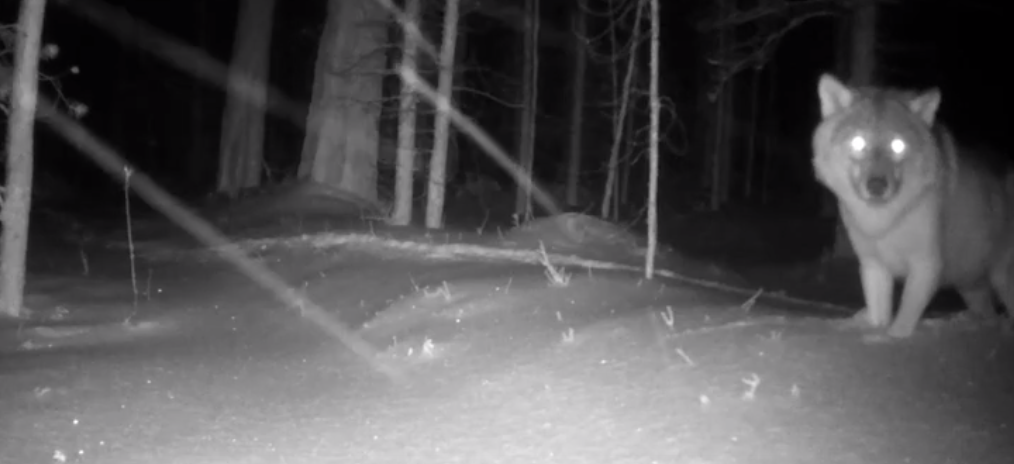Фотоловушка зафиксировала волка в Кандалакшском заповеднике