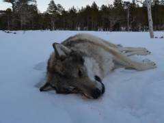 В Кандалакшском районе уничтожены три волка