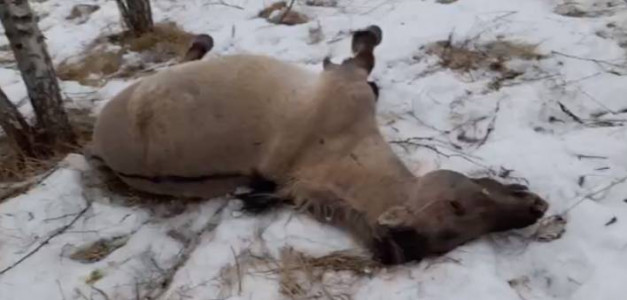 Веткомитет Мурманской области запросил результаты вскрытия погибшего жеребца из Кузомени