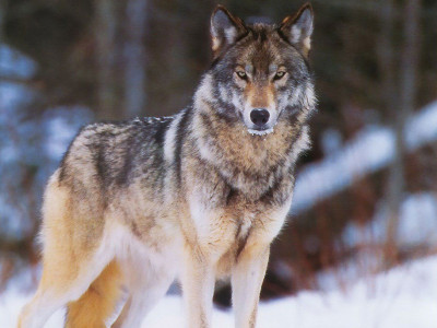 Испугавший жителей Ковдора волк оказался не волком