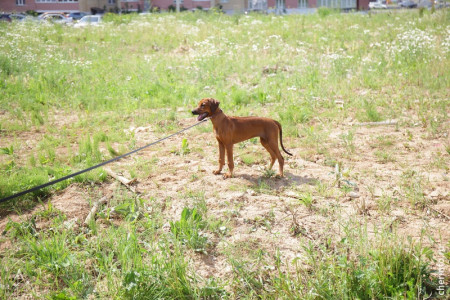 Более 11 лет администрация Оленегорска не может оборудовать места для выгула собак