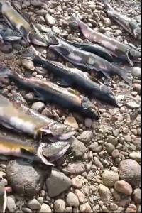 Двое жителей Североморска задержаны на реке Воронья за незаконную ловлю рыбы