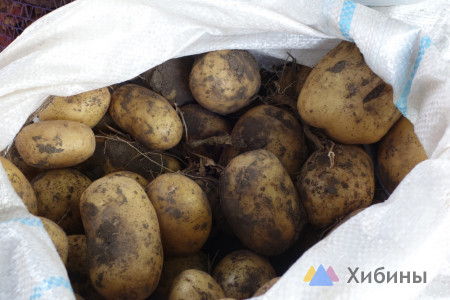 В Заполярье средняя цена картофеля упала до 35 рублей
