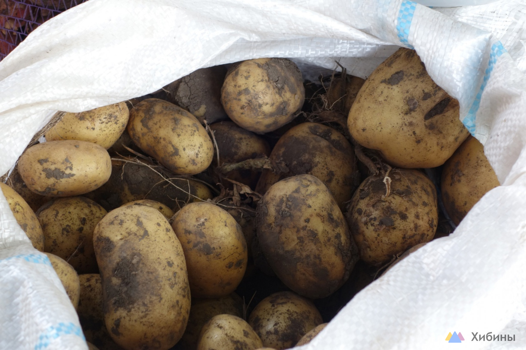 В Заполярье средняя цена картофеля упала до 35 рублей