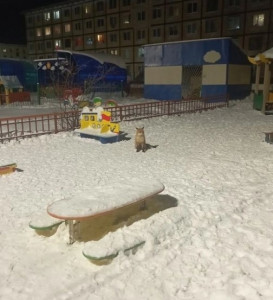Сказка становится былью: в Североморске в детский сад «Колобок» пришла лиса