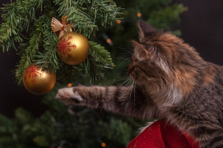 Будет в ужасе обходить стороной: Как спасти новогоднюю ёлку от кота — раскрыт хитрый трюк