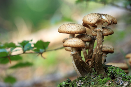 В Заполярье обнаружен новый вид грибов