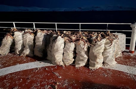 В Заполярье браконьеры выловили 1,3 тонны камчатского краба
