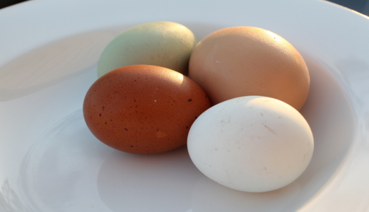 Желток синеет: Врач рассказала, для кого искусственные яйца могут быть полезнее настоящих — дорогое удовольствие