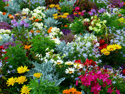 Цветут непрерывно все лето до самых морозов: 5 неприхотливых многолетников, которые взорвут сад красотой — планируем клумбу
