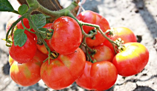 Урожай помидоров в мае: Семена этих сортов дачники уже скупили — сажаем на подоконнике и в теплице