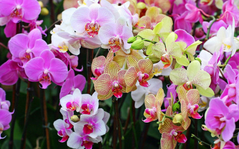 Напоите орхидею настоем из 2 овощей: водопады цветов скроют горшок, а корни набухнут на глазах — не узнаете растение