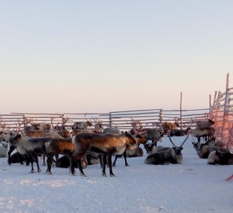В Ловозерском районе началась вакцинация северных оленей от сибирской язвы