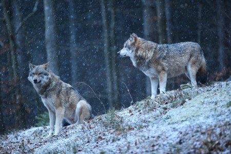 В лесах Заполярья активизировались волки — жителей просят быть максимально бдительными