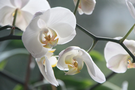 Реанимация для орхидеи: опрыскайте цветок этим копеечным средством — поможет даже в самом запущенном случае
