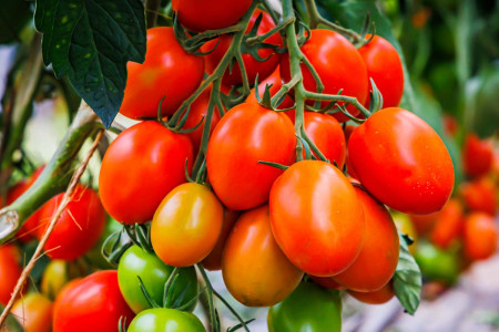 До 100 помидоров с куста: названы три самых урожайных сорта для открытого грунта и теплицы — опытные дачники рекомендуют