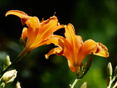 На замену петуниям и тюльпанам: обильность и длительность цветения этого многолетника вас покорит — 400 бутонов за сезон