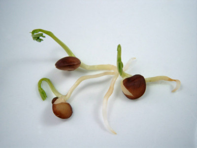 Семена кабачков и баклажанов прорастут всего за 10 часов: этот трюк проделывают только опытные огородники — всхожесть 100%