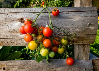 Выращиваем помидоры по-китайски: повторите этот способ — не будете знать, куда девать тонны урожая