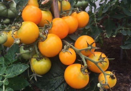 Посадил и забыл: сорт помидоров «Кудяблик» буквально завалит плодами — готовьте банки под соленья