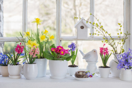 Всем касторки: необычная подкормка для комнатных растений — цвести будут шапками весь год