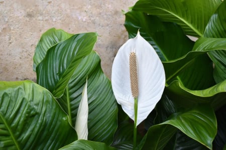 Огромные белые «паруса» спатифиллума заполонят весь подоконник: опрыскайте растение простым раствором — секрет хитрых садоводов