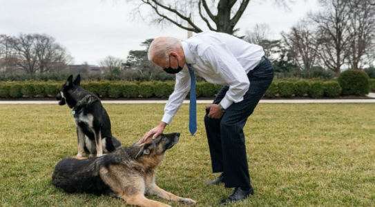 Копия хозяина: вторая собака Байдена атакует всех подряд, только личная охрана президента пострадала не менее 24 раз за полтора года — кому ещё досталось