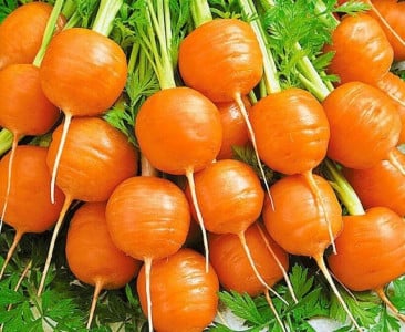 Сбор урожая уже через 65 дней: этот раннеспелый сорт моркови поразит своим вкусом и сочностью — любимчик садоводов со стажем