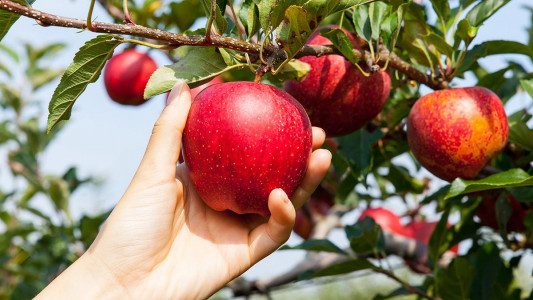 Яблоня завалит урожаем: проведите в марте эту простую процедуру — плоды будут крупные и сочные