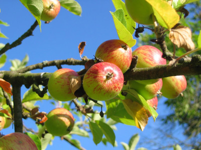 По 2 ведра под каждое дерево: вот какую подкормку нужно сделать для яблони в апреле — засыплет вас урожаем