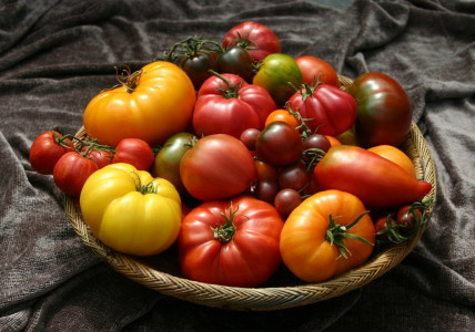 Этот помидор опытные дачники сажают первым: 90% допускают грубую ошибку — риск остаться без урожая