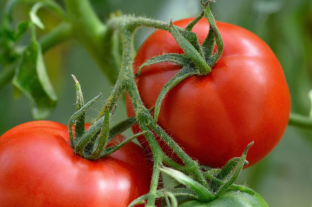 Ветки прогнутся от веса урожая: опытные садоводы выбирают этот уникальный сорт помидоров не просто так — плоды слаще мёда
