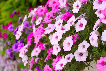 Создайте великолепные цветочные шары: этот приём заставит петунию бросать бутоны — совет огородницы с 20-летним стажем