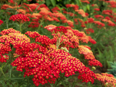 Ярко-красные соцветия поразят своим великолепием: такой многолетник подходит для ленивых дачников — невероятное растение