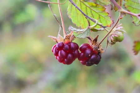 Эту редкую ягоду ели дети князей: настоящая радуга вкусов — прекрасно растёт на севере и в средней полосе РФ
