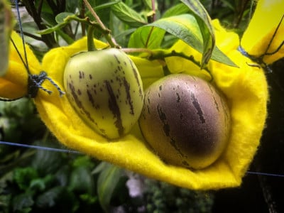 «Арбузный олигарх»: в Заполярье огородник круглый год собирает урожай экзотических плодов
