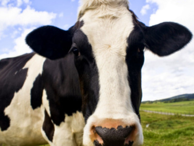 Генетики Кубани первыми в России клонировали корову: теленок-клон родился в Усть-Лабинске