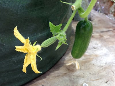 Посадите огурцы в марте и получите урожай в мае: этим методом поделилась агроном — раскрыт секрет раннего урожая