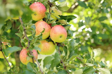 Вбейте кол в землю и получите огромный урожай яблок: агроном дала дельный совет по посадке яблони — вот как надо поступить