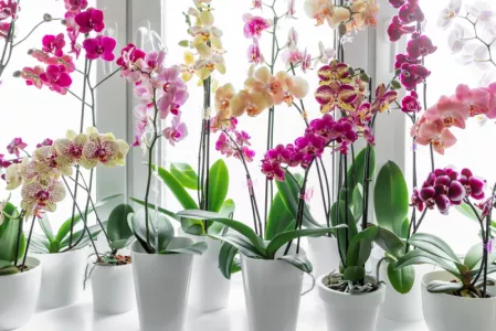 Орхидеи будут цвести без остановки пышными шапками: вот чем их подкармливает огородница с 20-летним стажем — бутонизация не прекратится