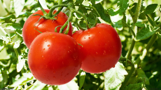 Соседи сломают грабли от зависти: Этот помидор даёт богатейший урожай — его советует агроном Давыдова