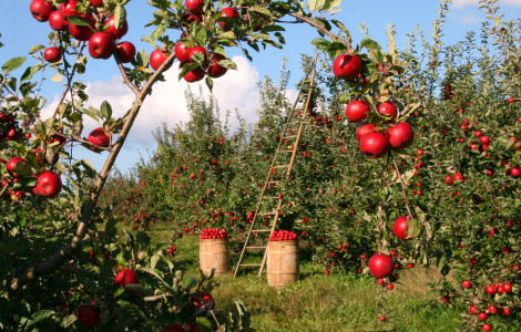 Вкопайте в землю ведро с кирпичом: вот как опытные огородники реанимируют яблони — даже старые деревья оживут