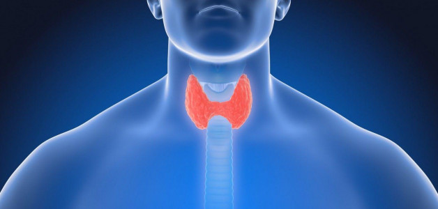 Максимальная защита щитовидки от всех недугов: эти три продукта восполнят нехватку йода в организме — эффективность доказана
