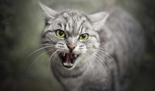 Не мурлыки, а пушистые бестии: названы самые агрессивные породы кошек — могут напасть исподтишка