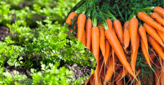 Прореживать и поливать не придется: уникальный способ посадки морковки — всходы появятся через 5 дней