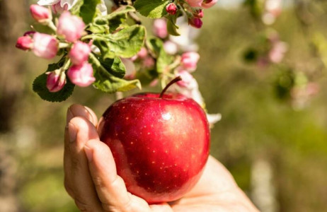 Яблоня вновь начнет плодоносить: вот какое растения нужно посадить рядом, чтобы вернуть море яблок — и от тли защитит